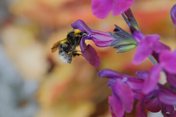 Bee and purple flower