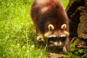 Waschbär - Tier - Animal -  Raccoon - Close Up - Funny - Procyon Lotor - Cute - Portrait -...