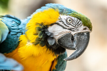 blue and yellow macaw ara