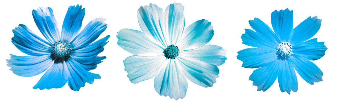 Set   blue flowers   on white isolated background with clipping path. Closeup. Watercolor flowers Kosmeya.   Nature.