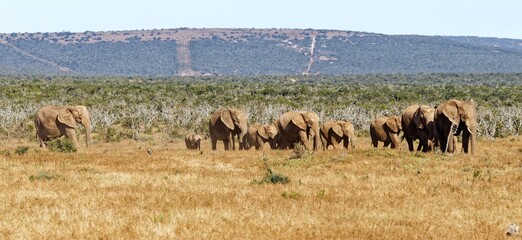 Elefanten im Addo Elephant Park
