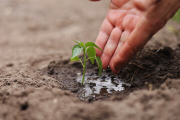 Agriculture. Senior farmer's hands with water are watering green sprout of peper. Young green seedling in soil. Water drops, new life of young sprout. Spring gardening. Sprouted seed in fertile soil