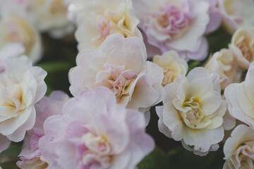 macro photography of soft pink flowers