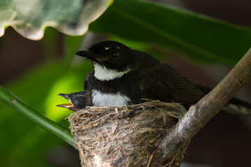 The Malaysian pied fantail with new born baby bird.The birds and their babies are nestled in the trees. Mother bird feeding baby bird in the nest.