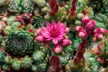 Flowers horticulture. Close-up red cobweb house-leek flower head with stamens und petals.