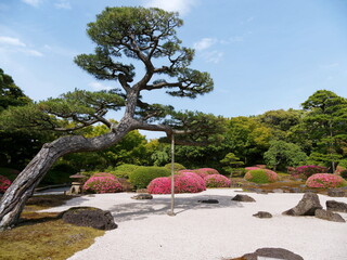 日本庭園の枯山水と松の木