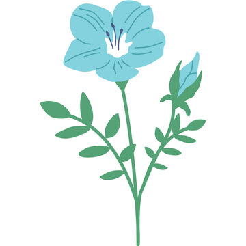 Baby Blue Eyes Flower Colorful Botanical