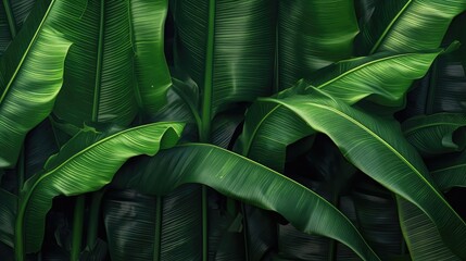 Tropical banana leaf texture, Dark green background, AI generated.