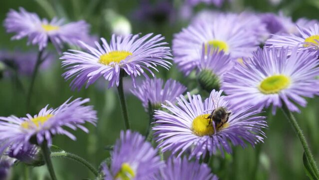 A honey bee pollinates purple chamomile flowers. Bee on a flower close-up. Camomile field. Soft focus, natural shooting