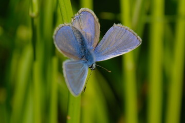 Blue butterfly