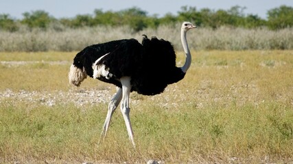 Straussenvogel, Vogel Strausss