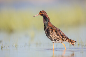 Ruff - male bird at a wetland on the mating season in spring