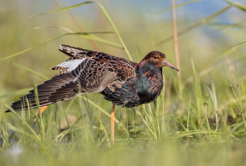 Ruff - male bird at a wetland on the mating season in spring