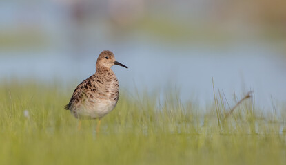 Ruff -  female feeding at the wetland on the mating season in spring