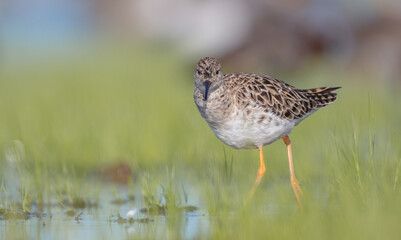 Fototapeta premium Ruff - female feeding at the wetland on the mating season in spring