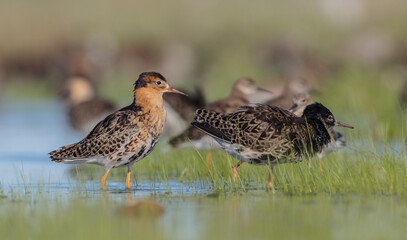 Ruff - birds at a wetland on the mating season in spring