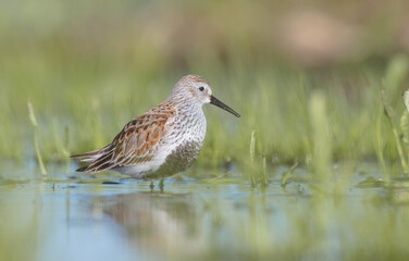 Dunlin - adult bird at a wetland on the spring migration 