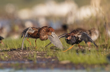 Ruff - male birds fighting at a wetland on the mating season in spring