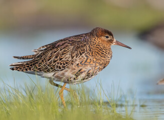 Ruff - male bird at a wetland on the mating season in spring
