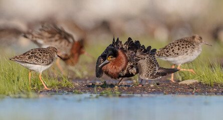  The ruff - pair at wetland on a mating season in spring