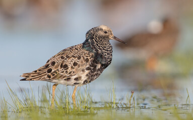 Ruff - male bird at a wetland on the mating season in spring