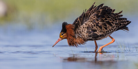 Ruff - male bird at a wetland on the mating season in spring