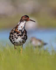 Ruff - male bird at a wetland on the mating season in spring