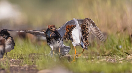 Ruff - male birds fighting at a wetland on the mating season in spring