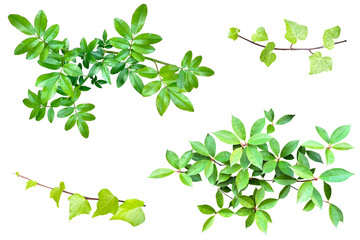 色々な葉の詰め合わせ（背景透過）	
