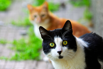 Cute homeless cat with big eyes sitting outdoor. Homeless animals. Selective focus.