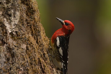 Red-breasted Sapsucker (Sphyrapicus ruber) Portrait