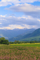 Blooming fields against the backdrop of mountains. Beautiful mountain landscape. Blooming summer herbs. Spring landscape. Kyrgyzstan.