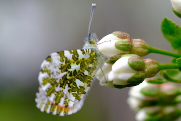 Butterfly Orange Tip and white flower