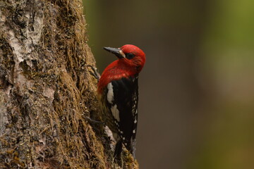 Red-breasted Sapsucker (Sphyrapicus ruber) Portrait