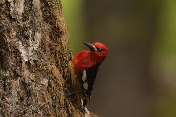 Red-breasted Sapsucker (Sphyrapicus ruber) Portrait