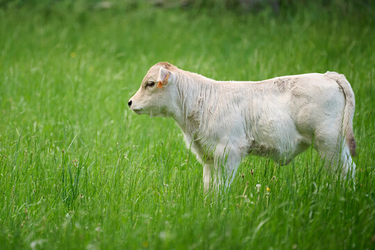 White calf grazing on a pasture on a farm