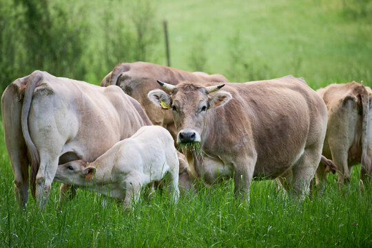 Cows grazing in countryside pasture