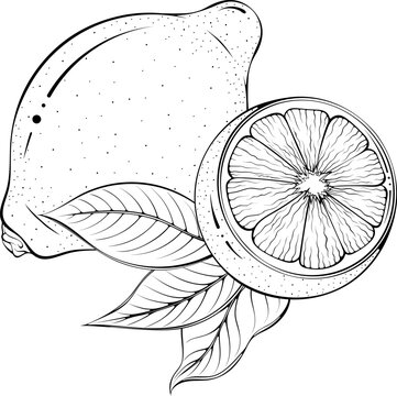 Whole and half lemon with leaves. Vector illustrations in hand drawn sketch doodle style. Line art citrus isolated on white. Element for coloring book, design, print.