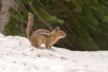Cascade Golden-mantled Ground Squirrel (Callospermophilus saturatus) in the snow