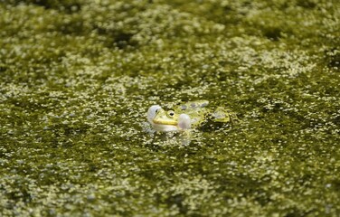 Pond frog in mating mood. (Pelophylax kl. esculentus) is a European species of frog in the Ranidae family. Hanover – Berggarten, Germany.