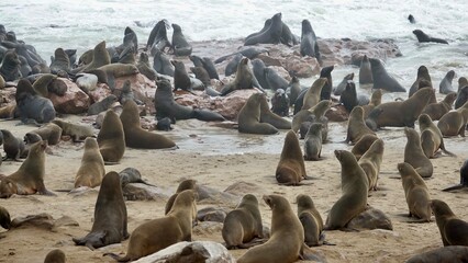 Wilde Seehunden der Küste in Namibia