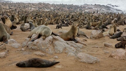 Wilde Seehunden der Küste in Namibia
