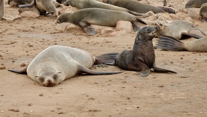 Wilde Seehunden der Küste in Namibia