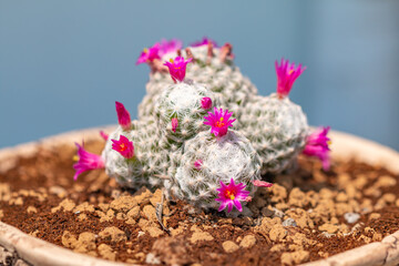 The flowers of the cactus are colorful and beautiful.
