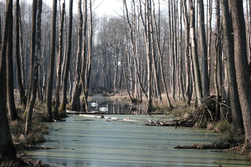 Łabędzie wczesną wiosną na rozlewisku, które powstało dzięki pracowitym bobrom. © Marcin
