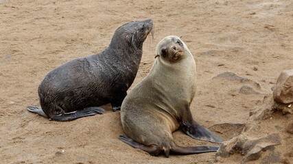 Wilde Seehunden der Küste in Namibia
