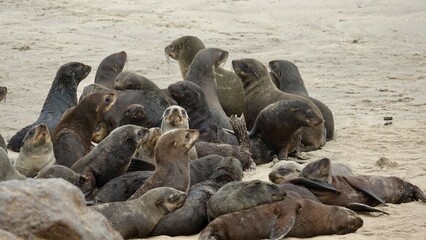 Wilde Seehunden der Küste in Namibia