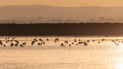 A flock of flamingos at sunset in golden light in the water of the Etang de Perols near Montpellier