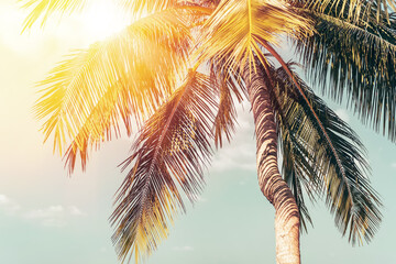 Tropical palm tree with sun light on sunset sky and cloud abstract background.