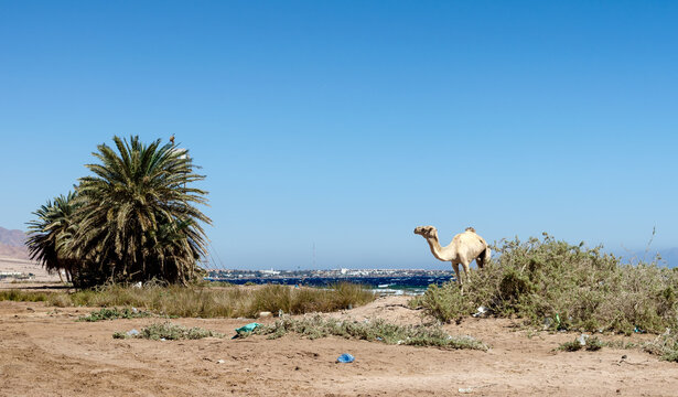 old sick camel on the beach with garbage dump in egypt